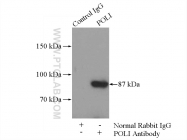 13635-1-AP - DNA polymerase iota