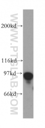 13635-1-AP - DNA polymerase iota