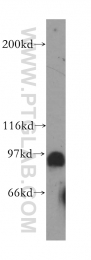 13635-1-AP - DNA polymerase iota