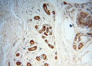14873-1-AP - DNA polymerase mu