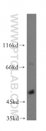 14873-1-AP - DNA polymerase mu