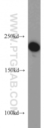 20595-1-AP - POLR1A