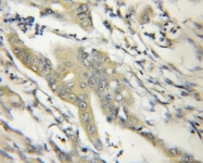 11651-1-AP - Cyclophilin H / PPIH