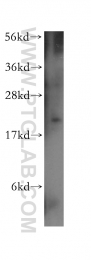 11651-1-AP - Cyclophilin H / PPIH