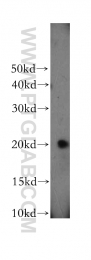11651-1-AP - Cyclophilin H / PPIH