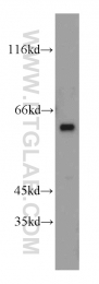 19653-1-AP - PPP3CC / CALNA3