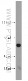 19653-1-AP - PPP3CC / CALNA3