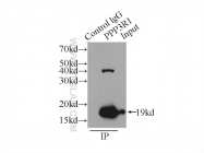 13210-1-AP - PPP3R1 / Calcineurin B