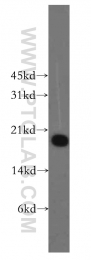 13210-1-AP - PPP3R1 / Calcineurin B