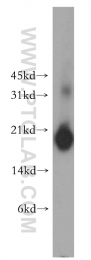 13210-1-AP - PPP3R1 / Calcineurin B