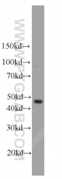 10773-1-AP - DNA primase small subunit