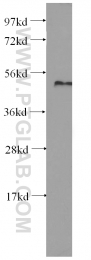 10773-1-AP - DNA primase small subunit