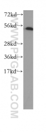 10773-1-AP - DNA primase small subunit
