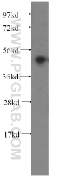 10773-1-AP - DNA primase small subunit