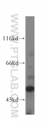 10773-1-AP - DNA primase small subunit