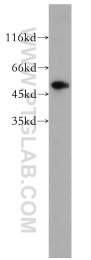 10773-1-AP - DNA primase small subunit