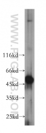 10773-1-AP - DNA primase small subunit