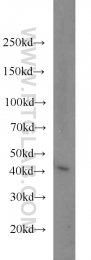 15395-1-AP - PRMT6 / HRMT1L6