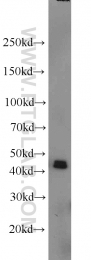 15395-1-AP - PRMT6 / HRMT1L6