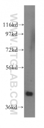 15395-1-AP - PRMT6 / HRMT1L6