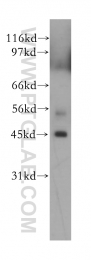 12557-1-AP - PRMT8 / HRMT1L3