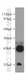 12557-1-AP - PRMT8 / HRMT1L3