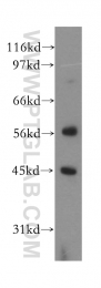 12557-1-AP - PRMT8 / HRMT1L3