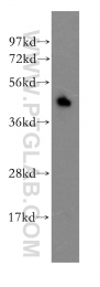 11391-1-AP - CD201 / EPCR
