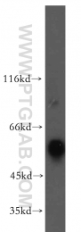 15414-1-AP - PRPF19 / NMP200