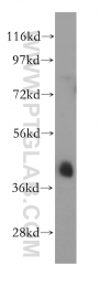 15286-1-AP - PTPN7 / HEPTP