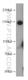 55123-1-AP - CD148 / PTPRJ