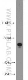 13035-1-AP - RAD9A