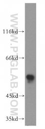 13035-1-AP - RAD9A