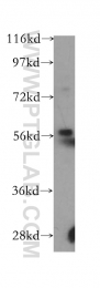 11825-1-AP - RAG2