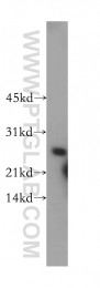 13629-1-AP - RALA / RAL