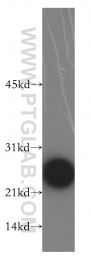 13629-1-AP - RALA / RAL