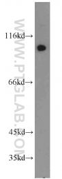 13176-1-AP - RALBP1