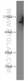 13176-1-AP - RALBP1