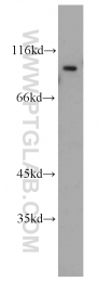 13176-1-AP - RALBP1