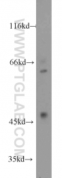 17875-1-AP - RANBP3L