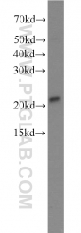 10840-1-AP - RAP1B
