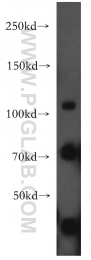 13882-1-AP - RAPGEF4