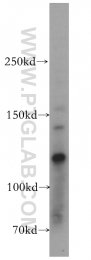 19103-1-AP - RAPGEF4