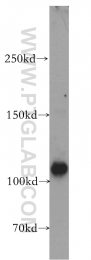 19103-1-AP - RAPGEF4