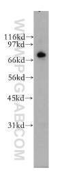 12556-1-AP - RAPGEF5
