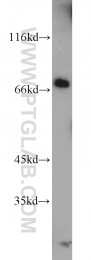 12556-1-AP - RAPGEF5