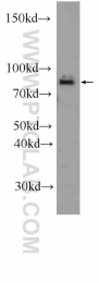 12556-1-AP - RAPGEF5