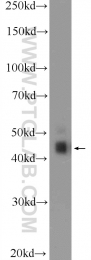 20453-1-AP - RAPSN / RNF205