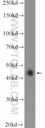 20453-1-AP - RAPSN / RNF205