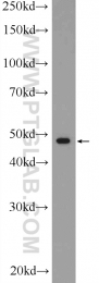 20453-1-AP - RAPSN / RNF205